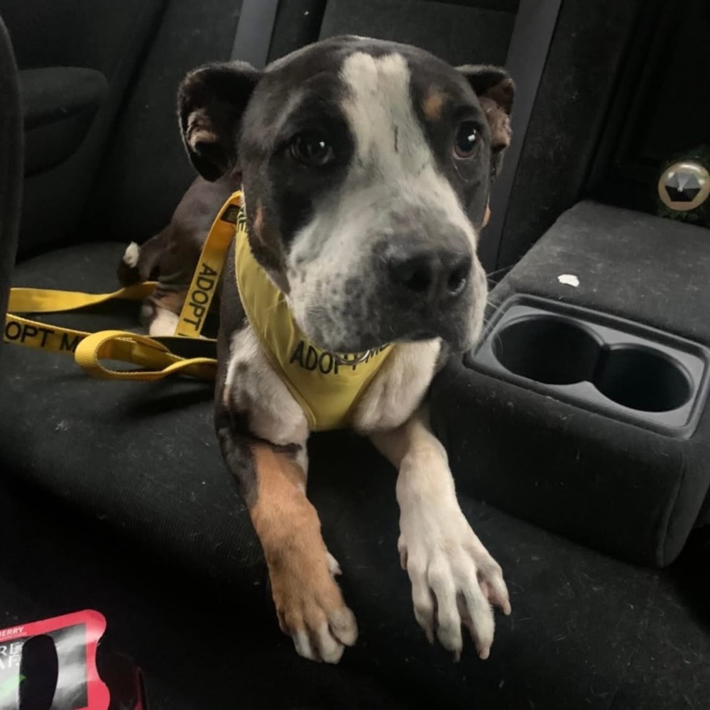 Animal Rescue/ Host - Picture 11 of 12